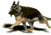 caninemove