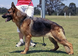 German Shepherd Sundaneka JAMAICAN KISS