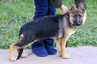 GERMAN SHEPHERD SUNDANEKA ANASTASIA